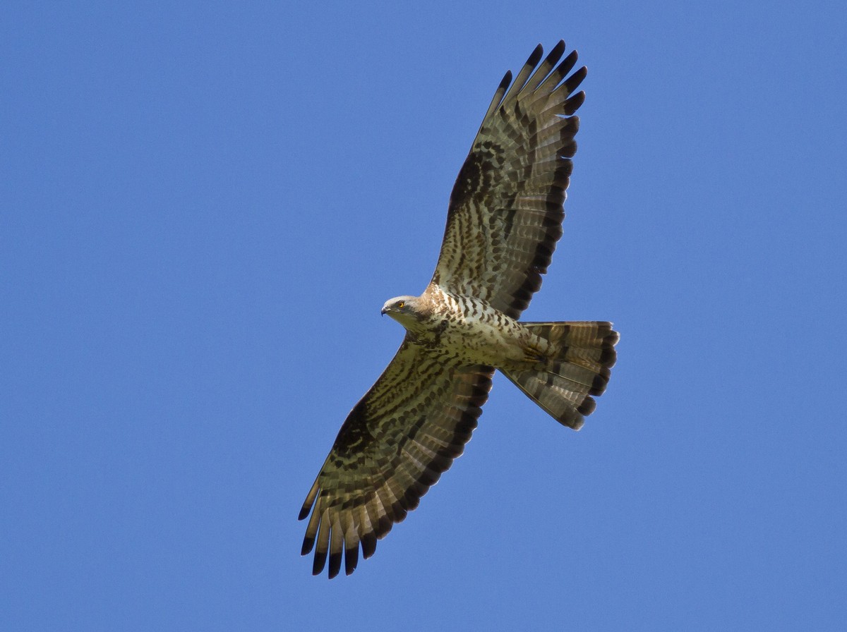 Falco Pecchiaiolo Canto Richiamo Suoni